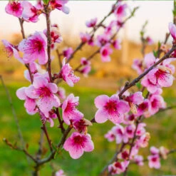 Redskin Peach Tree -Brighter Blooms Redskin Peach Tree 3