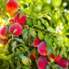 Redskin Peach Tree -Brighter Blooms Redskin Peach Tree BB 600x600 3929d59b 302a 4b15 8aa3 5dc702b882a3