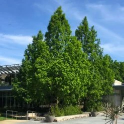 Dawn Redwood Tree -Brighter Blooms Redwood 2 BB