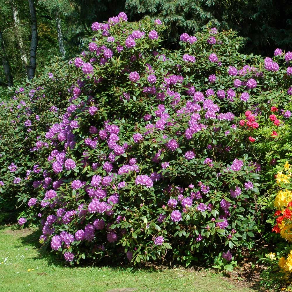 Lavender Rhododendron Shrub 4 Lavender Rhododendron Shrub - Image 2