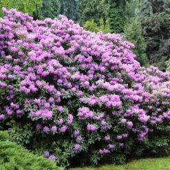 Lavender Rhododendron Shrub 9 Lavender Rhododendron Shrub -Brighter Blooms Rhododendron Lavender 3 BB