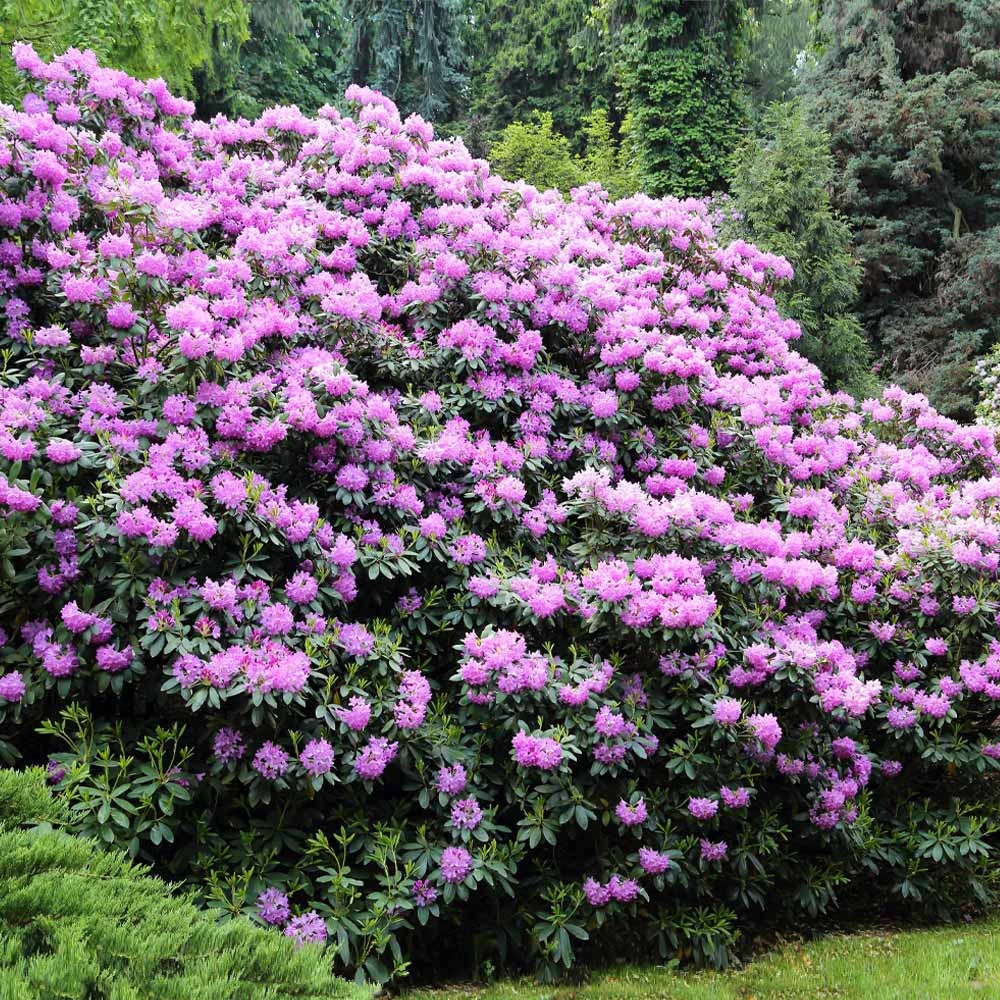 Lavender Rhododendron Shrub 6 Lavender Rhododendron Shrub - Image 4