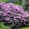 Lavender Rhododendron Shrub -Brighter Blooms Rhododendron Lavender BB 600x600 298a5b9c 5eb7 4eb5 9289 620bf33e6588