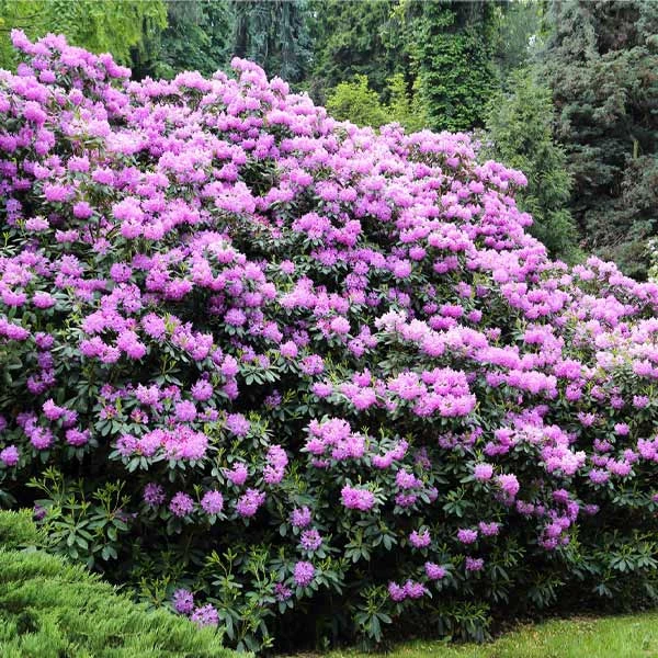 Lavender Rhododendron Shrub 3 Lavender Rhododendron Shrub