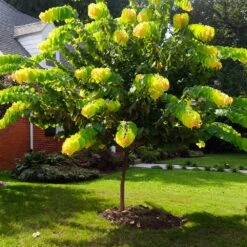 The Rising Sun™ Redbud Tree 12 The Rising Sun™ Redbud Tree -Brighter Blooms Rising Sun Redbud 1