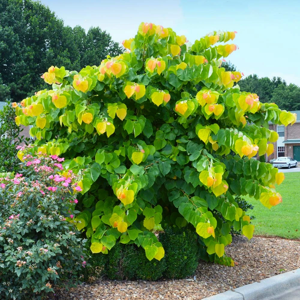 The Rising Sun™ Redbud Tree 4 The Rising Sun™ Redbud Tree - Image 2