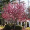 Robinson Crabapple Tree -Brighter Blooms Robinson Crabapple BB 600x600 498fddd3 0294 4a5d 8e05 c1f3480fc5ff
