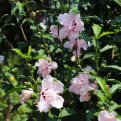Pink Rose Of Sharon Althea Tree -Brighter Blooms Rose of Sharon Althea 3 FGT 8d252538 5241 48ed 90fd 01dd8b9e9cc6