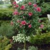 Red Rose Of Sharon Althea Tree -Brighter Blooms Rose of Sharon Althea Trees Red BB 600x600 25ca56cc bc9d 41b4 81b4 bb34f8c7372f
