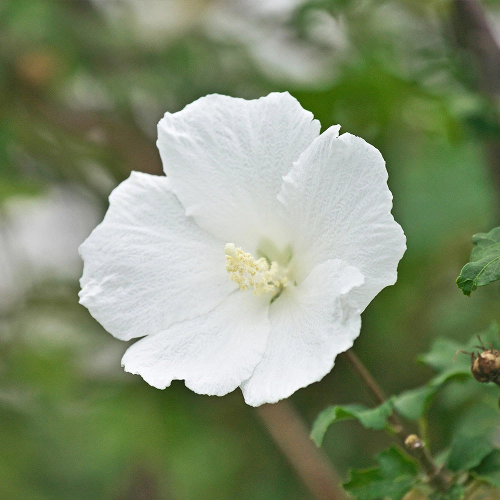 White Rose Of Sharon Althea Shrub 4 White Rose Of Sharon Althea Shrub - Image 2