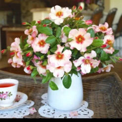 Raspberry Kiss™ Rose Tree 9 Raspberry Kiss™ Rose Tree -Brighter Blooms Rosemarry Kiss Rose tree 1