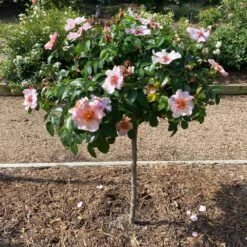 Raspberry Kiss™ Rose Tree 8 Raspberry Kiss™ Rose Tree -Brighter Blooms Rosemarry Kiss Rose tree 2