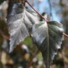 Royal Frost Birch 1 Royal Frost Birch -Brighter Blooms Royal Frost Birch BB 600x600 4a6fa8c3 d9fc 49ef 8974 9204ef230d55