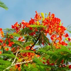 Royal Poinciana Tree -Brighter Blooms Royal Poinciana tree 3 BB