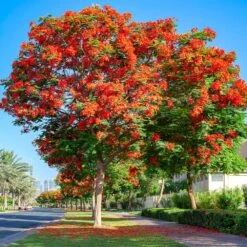 Royal Poinciana Tree -Brighter Blooms Royal Poinciana tree 5 BB