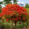 Royal Poinciana Tree -Brighter Blooms Royal Poinciana tree BB 600x600 05630563 66ae 4079 9884 020fc7f29ff8