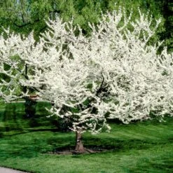 Royal White Redbud Tree -Brighter Blooms Royal White Redbud 3