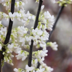 Royal White Redbud Tree -Brighter Blooms Royal White Redbud 4 BB