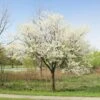 Royal White Redbud Tree -Brighter Blooms Royal White Redbud BB 600x600 beea3078 86be 4bcb a62f 7557bd30f50c