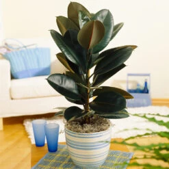 Air-Purifying House Plant Kit -Brighter Blooms Rubber Tree BB d9575f22 7552 4fb0 ae64 51f6f40cb26f