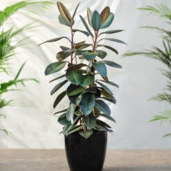 Sunset Hues House Plant Kit -Brighter Blooms Rubber Tree FGT