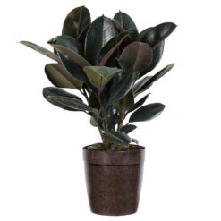 Rubber Tree Plant -Brighter Blooms Rubber Tree delilah brown