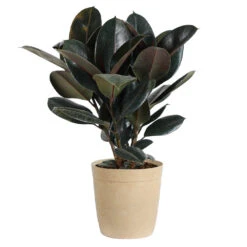 Rubber Tree Plant -Brighter Blooms Rubber Tree delilah tan
