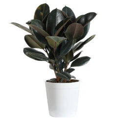 Rubber Tree Plant -Brighter Blooms Rubber Tree delilah white