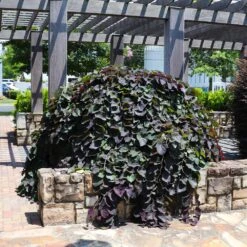 Ruby Falls Redbud Tree -Brighter Blooms Ruby Falls Redbud 7