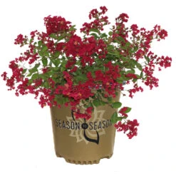 Ruby Prince™ Emerald Empire® Crape Myrtle Tree -Brighter Blooms Ruby Prince Crape Myrtle 2