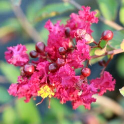 Ruby Prince™ Emerald Empire® Crape Myrtle Tree -Brighter Blooms Ruby Prince Crape Myrtle 3