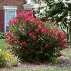 Ruby Prince™ Emerald Empire® Crape Myrtle Tree -Brighter Blooms Ruby Prince Crape Myrtle 4