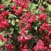 Ruby Prince™ Emerald Empire® Crape Myrtle Tree -Brighter Blooms Ruby Prince Crape Myrtle 600x600 ab3a73ce dca2 400f a982 55fbe101b3e4
