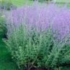 Russian Sage -Brighter Blooms Russian Sage BB 600x600 5c3405b1 e005 4b1e 9ce7 95d45b8a6c18