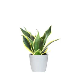 Snake Plant 31 Snake Plant -Brighter Blooms SNK BGD.6 delilah white