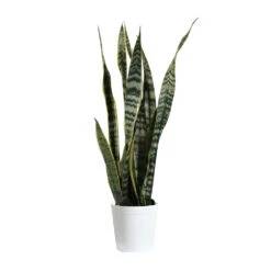 Snake Plant 32 Snake Plant -Brighter Blooms SNK LAU1 delilah white