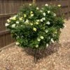 Sunny Knock Out® Rose Tree 2 Sunny Knock Out® Rose Tree -Brighter Blooms SUnny knockout Rose Tree BB 600x600 73b0c8db ee97 4c99 9ea4 1e74043d7e5a