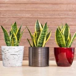 Snake Plant 21 Snake Plant -Brighter Blooms Sansevieria Laurentii 1 BB