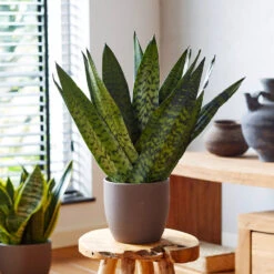 New Apartment House Plant Kit -Brighter Blooms Sansevieria Zeylandica 2 b9c8aa58 f597 42a2 825b e896e1cd75e5