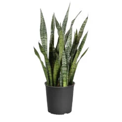 Snake Plant 28 Snake Plant -Brighter Blooms Sansevieria Zeylandica 3G