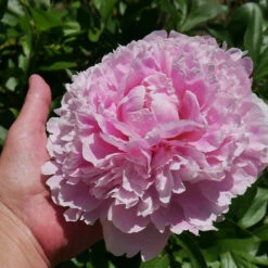 Sarah Bernhardt Peony 9 Sarah Bernhardt Peony -Brighter Blooms Sarah Bernhardt Peony 2
