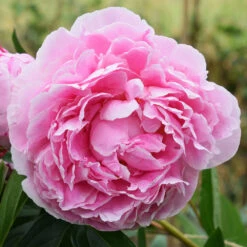 Sarah Bernhardt Peony 8 Sarah Bernhardt Peony -Brighter Blooms Sarah Bernhardt Peony 3 BB