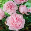 Sarah Bernhardt Peony -Brighter Blooms Sarah Bernhardt Peony BB 600x600 6ccaa6ca 6725 4880 9299 433e04c3c4a6