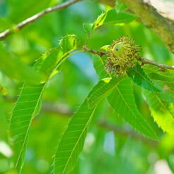Sawtooth Oak Tree -Brighter Blooms Sawtooth Oak Tree 3