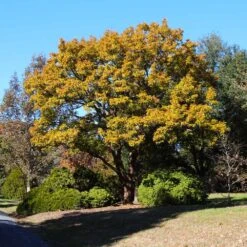 Sawtooth Oak Tree -Brighter Blooms Sawtooth Oak Tree 6