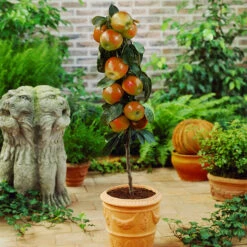 Scarlet Sentinel™ Columnar Apple Tree