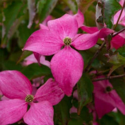 Scarlet Fire® Dogwood Tree -Brighter Blooms Scarlett Fire 2