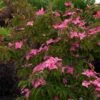 Scarlet Fire® Dogwood Tree -Brighter Blooms Scarlett Fire BB 600x600 f35dbaee 9a63 4de8 bd8c 4b7ac52ca892