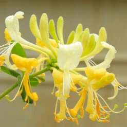 Scentsation Honeysuckle Vine -Brighter Blooms Scentsation Honeysuckle 4