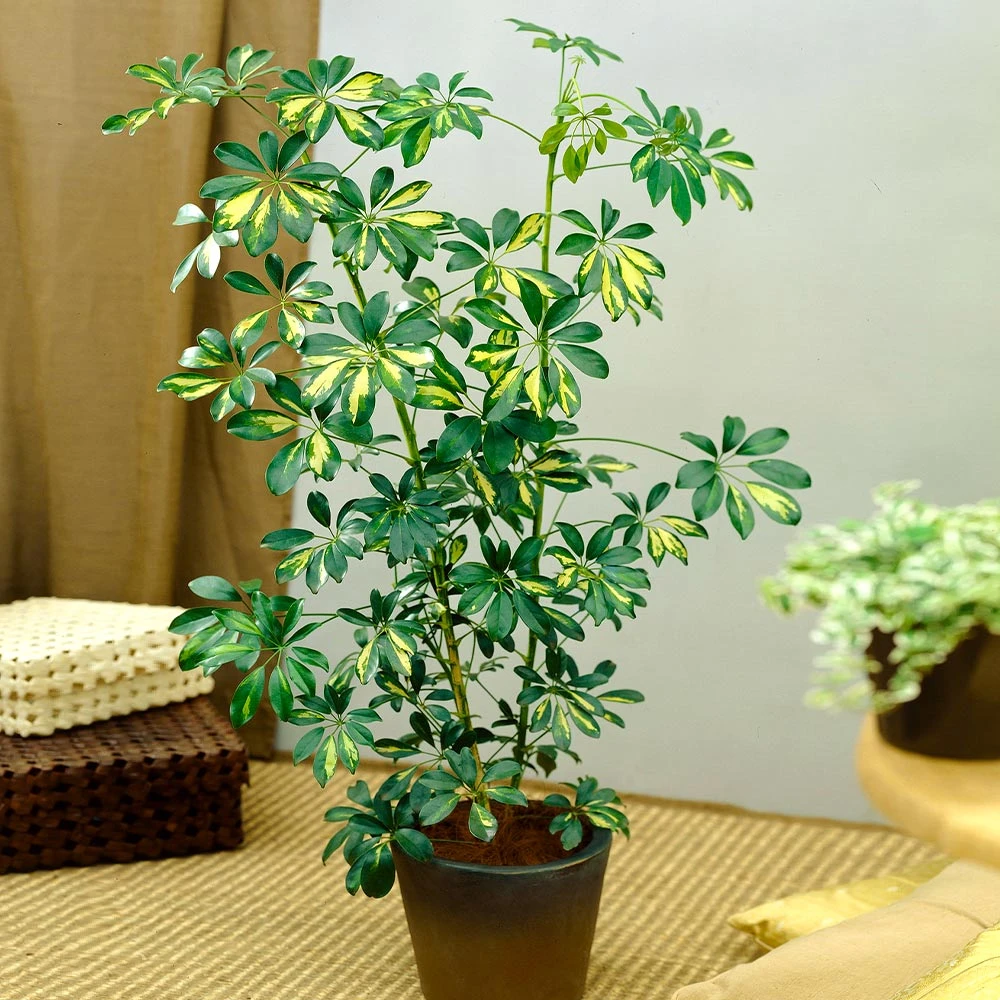 Variegated Dwarf Umbrella Tree - Schefflera Trinette 6 Variegated Dwarf Umbrella Tree - Schefflera Trinette - Image 4